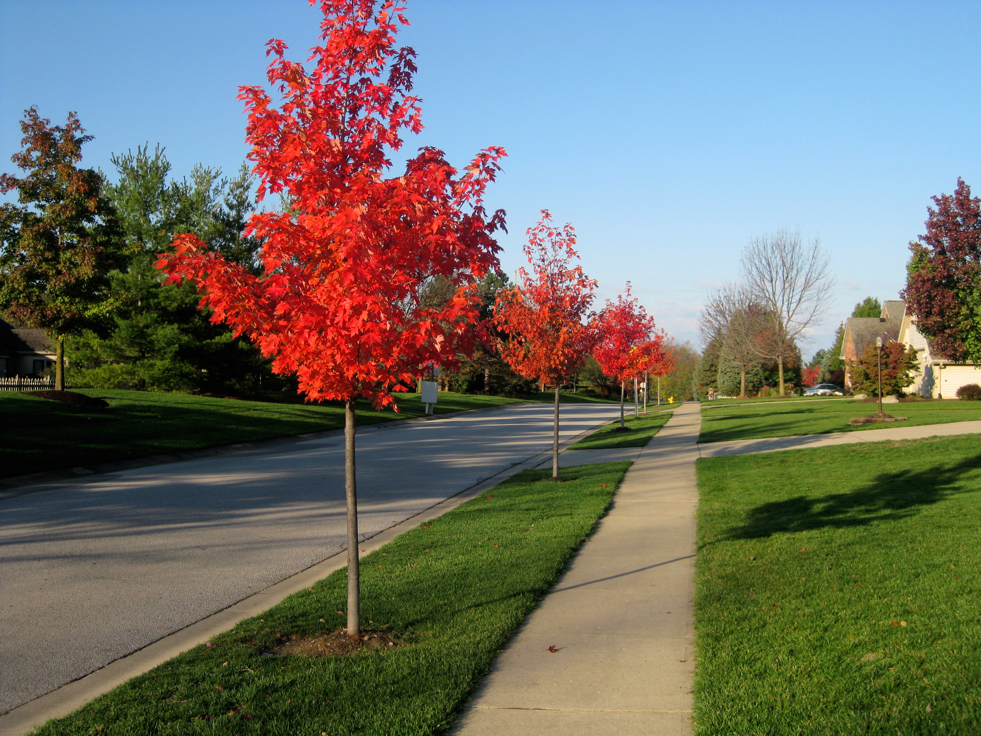 White Cedar Road October 2011