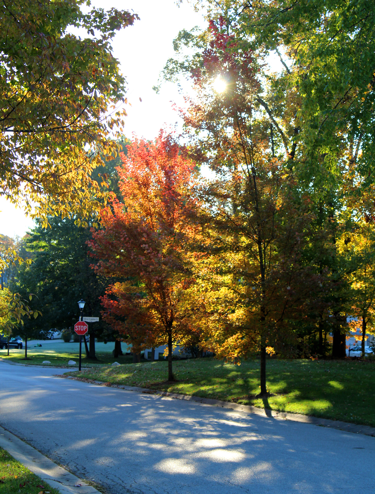 Autumn leaves, Westchester Ridge, October 24 2018, Fort Wayne Indiana