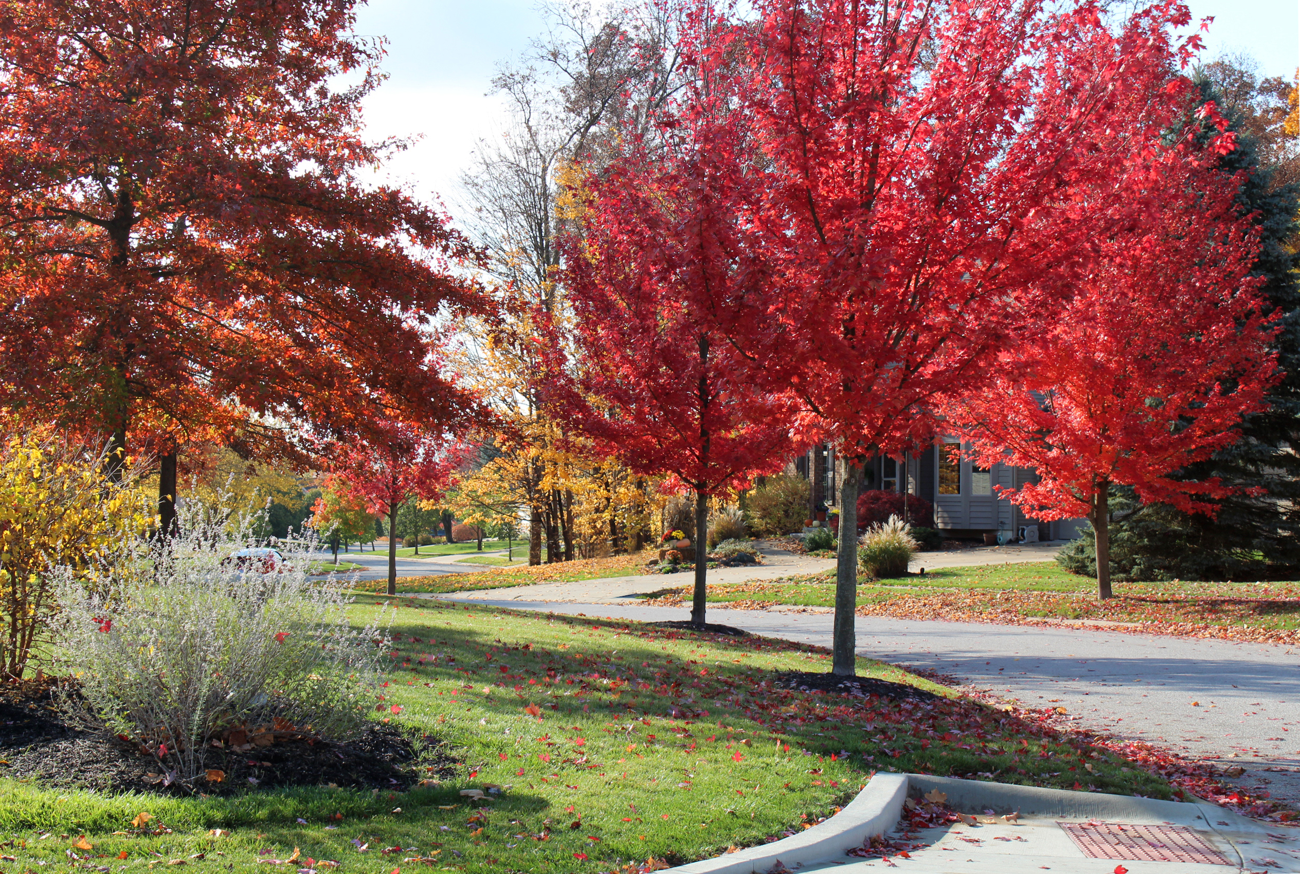 Silver Linden Court and Silver Ridge Court, October 23, 2020