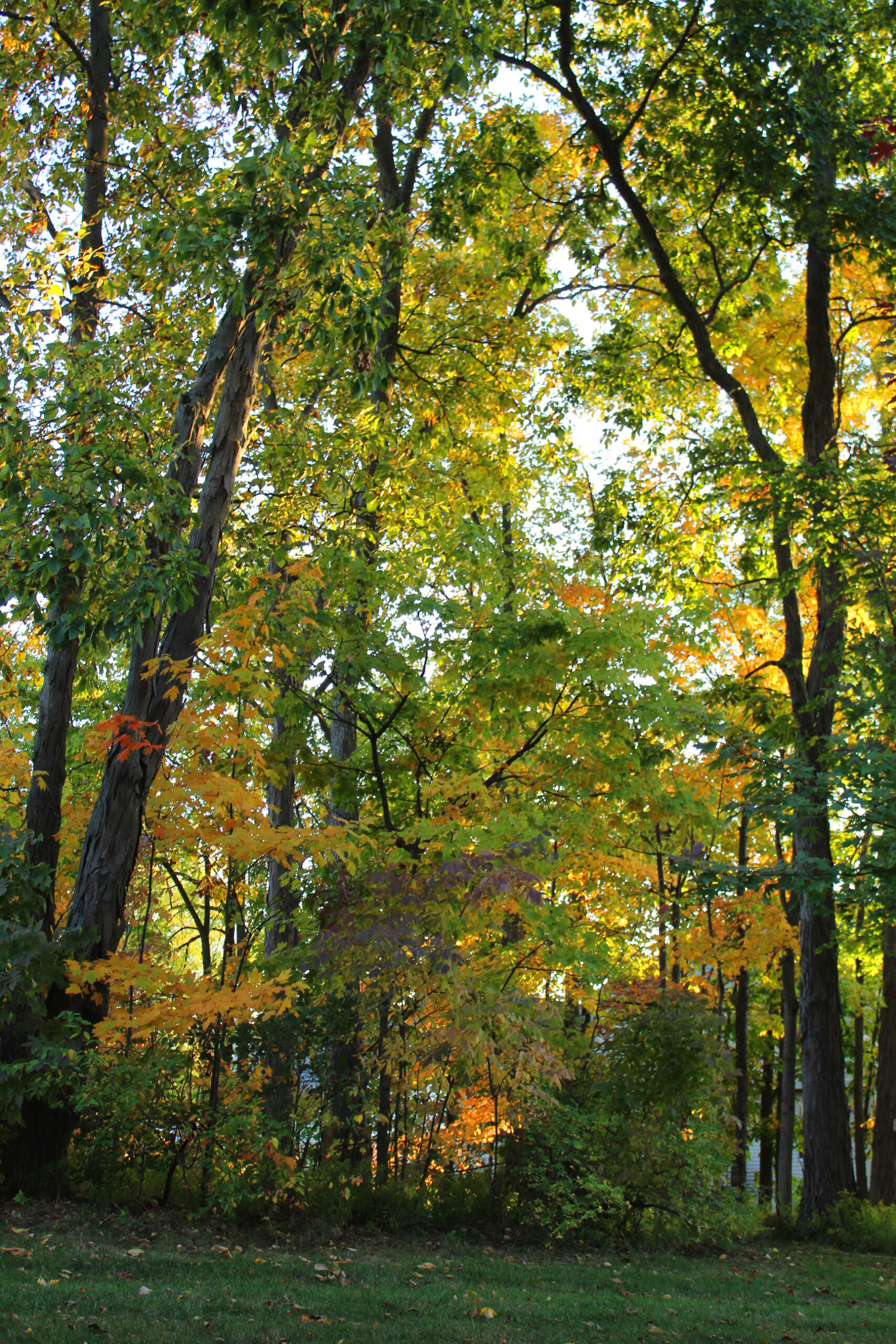 White Cedar Road, October 10, 2020